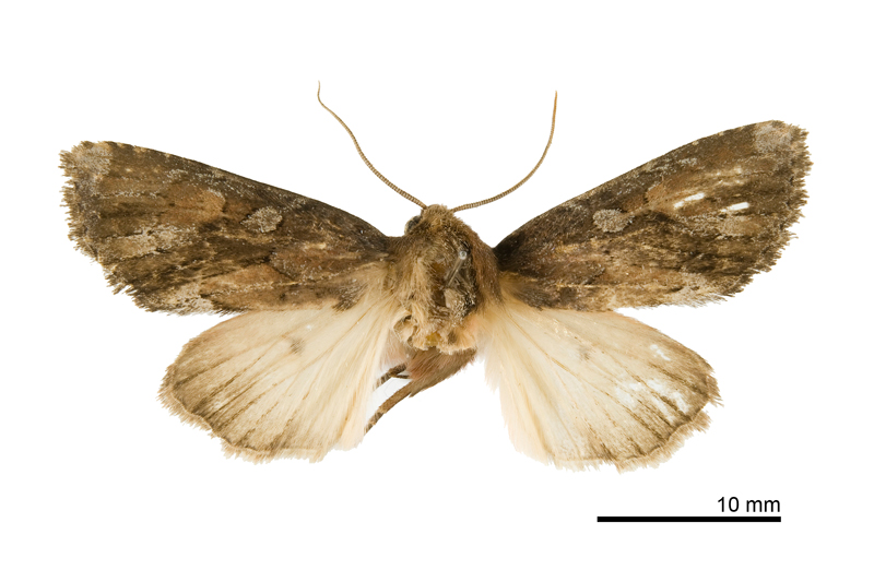 Egiropolia kingmana Male